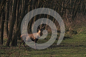 Red deer stag in forest