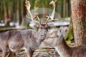 Red Deer Stag In Forest Germany