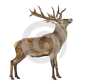 Red deer stag