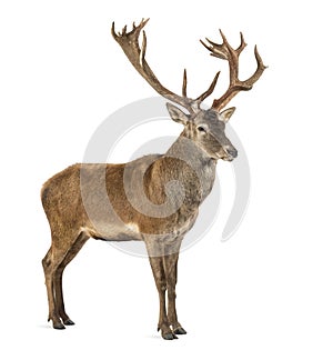 Red deer stag photo