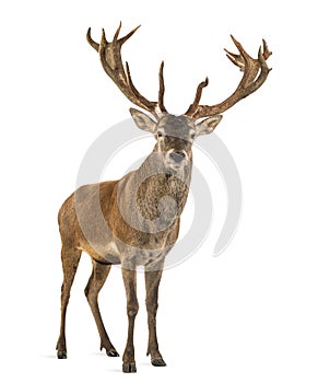 Red deer stag photo