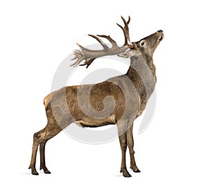 Red deer stag photo