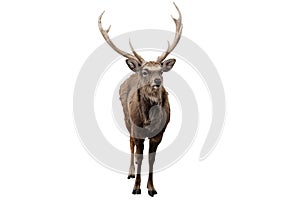 Red deer stag in front of a white background _ Clipping Path