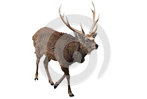 Red deer stag in front of a white background _ Clipping Path