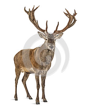 Red deer stag in front of a white background, remasterized