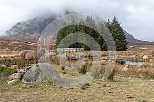 Red Deer Stag Glencoe Scotland