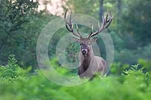 Red deer stag.