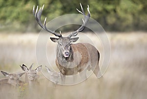 Red Deer stag with a group of hinds during rutting season in autumn