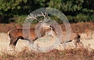 Red deer stag guarding hinds during the rutting season in autumn