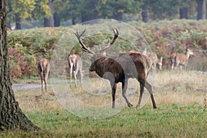 Red Deer stag with hareem