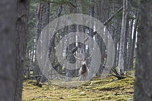 Red Deer stag in the highlands of Scotland