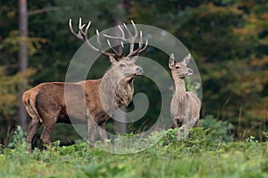 Red Deer Stag and Hind, Cervus elaphus