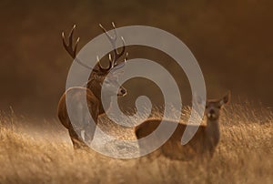 Red deer stag with a hind in during rutting season