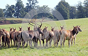 Red deer stag with hinds.