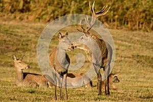 Red Deer Stag with hinds