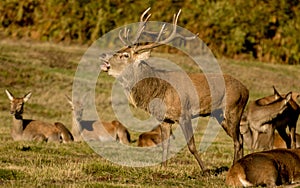 Red Deer Stag with hinds