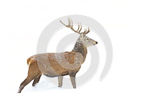 A Red deer stag isolated on white background walking through the winter snow in Canada