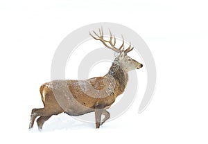 A Red deer stag isolated on white background walking through the winter snow in Canada