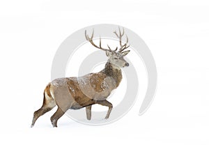 A Red deer stag isolated on white background walking through the winter snow in Canada