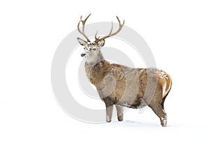 A Red deer stag isolated on white background walking through the winter snow in Canada