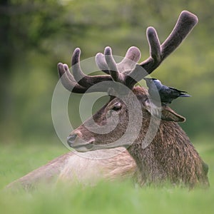 Red Deer Stag with Jackdaw photo