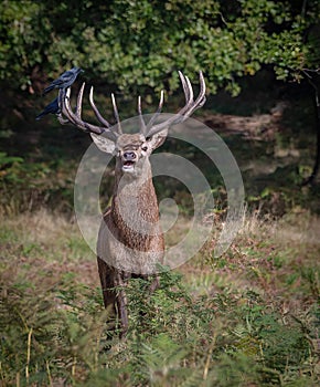 Red Deer Stag with Jackdaws