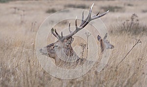 Red Deer Stag laying in Grass