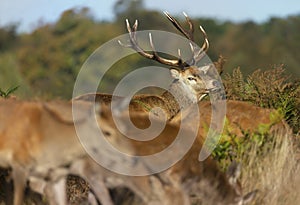 Red deer stag looking at hinds during rutting season
