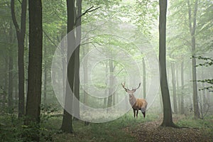 Red deer stag in Lush green fairytale growth concept foggy fores