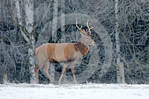 Red deer stag, majestic powerful adult animal with antlers outside wintery forest, Czech. Wildlife from Europe.