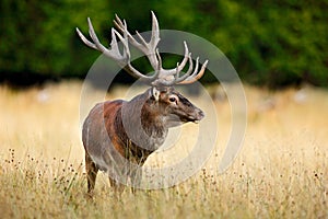 Red deer stag, majestic powerful adult animal outside autumn forest. Big animal in the nature forest habitat, Denmark. Wildlife