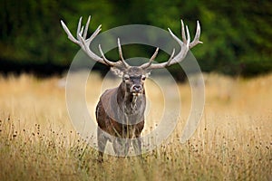 Red deer stag, majestic powerful adult animal outside autumn forest. Big animal in the nature forest habitat, Denmark. Wildlife sc