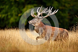 Red deer stag, majestic powerful adult animal outside autumn forest. Big animal in the nature forest habitat, Denmark. Wildlife sc