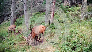 Red deer stag marking its territory in rutting season