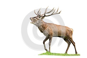 Red deer stag with massive antlers roaring in rutting season isolated on white