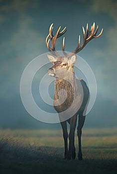 Red deer stag on a misty autumn morning