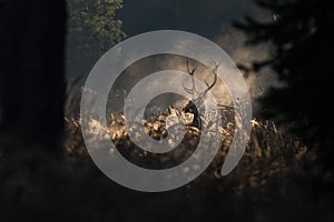 Red deer stag in mornig autumn mist