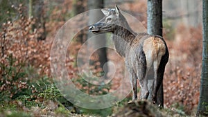 Red deer stag with no antlers after shedding in spring nature