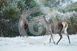 Red deer stag observing a hind on a meadow with grass covered by white frost