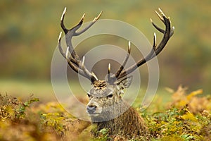 Red deer stag peering through wildflowers in the lush Bradgate Park, UK