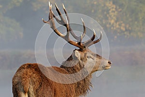 Red Deer stag portrait photo