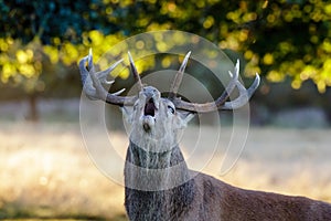 Red Deer stag portrait Cervus elaphus roaring or calling