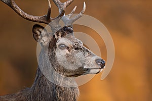 Red Deer Stag Portrait on Golden Background