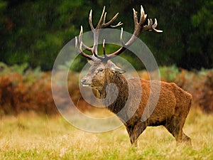 Red Deer stag in the rain