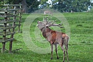 Red Deer Stag Ready for Rutting photo