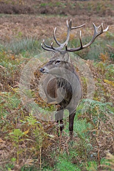 Red Deer Stag