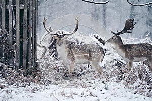 Red deer stag resting in fern on a frosty snowy Sunday winter morning