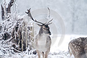 Red deer stag resting in fern on a frosty snowy Sunday winter morning