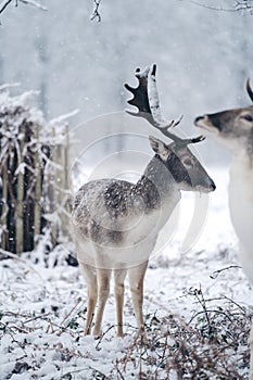 Red deer stag resting in fern on a frosty snowy Sunday winter morning