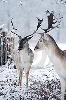 Red deer stag resting in fern on a frosty snowy Sunday winter morning